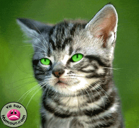 mdrrrrrrrr le chat  !!